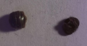 eine_gaster.jpg (36.93 KiB) 18064 mal betrachtet Eine Gaster? Daneben der ausgefressene Kopf einer Stubenfliege