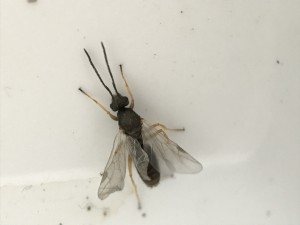 32BD57E6-64BA-41FF-A1D7-7CDB0583A6ED.jpeg (1.26 MiB) 1263 mal betrachtet 32BD57E6-64BA-41FF-A1D7-7CDB0583A6ED.jpeg