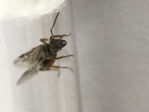 31D1AE3A-A19C-46B5-8A59-B7CB0AFFB4BD.jpeg (1.17 MiB) 1263 mal betrachtet 31D1AE3A-A19C-46B5-8A59-B7CB0AFFB4BD.jpeg