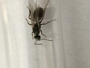 3E851BE1-DB2D-4744-A816-9FD83AEB45EB.jpeg (1.21 MiB) 1263 mal betrachtet 3E851BE1-DB2D-4744-A816-9FD83AEB45EB.jpeg