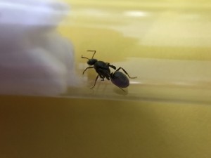 7D117467-9306-4A68-900E-44EDD51991D1.jpeg (1.63 MiB) 1263 mal betrachtet 7D117467-9306-4A68-900E-44EDD51991D1.jpeg