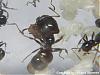 Pheidole1-(480x360)+C.jpg