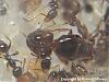 Pheidole2-(480x360)+C.jpg