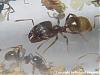 Pheidole3-(480x360)+C.jpg