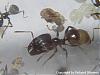 Pheidole4-(480x360)+C.jpg