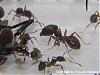 Pheidole+Fliege-1(480x360)+C.jpg