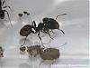 Pheidole+Fliege-2(480x360)+C.jpg