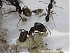 Pheidole+Fliege-4(480x360)+C.jpg