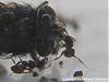 Pheidole+Fliege-5(480x360)+C.jpg