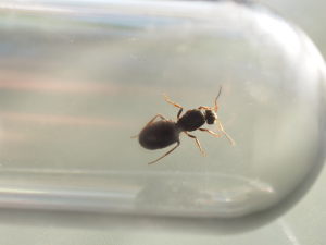 Gyne 1 - Lasius sp.?