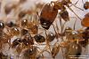 Pheidole-K2-Bild-001-(800x533)+C.jpg