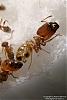 Pheidole-K2-Bild-002-(533x800)+C.jpg