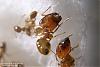 Pheidole-K2-Bild-003-(800x533)+C.jpg