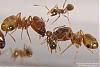 Pheidole-K2-Bild-004-(800x533)+C.jpg