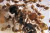 Pheidole-K2-Bild-005-(800x533)+C.jpg