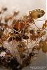 Pheidole-K2-Bild-008-(533x800)+C.jpg