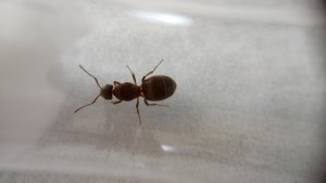 Lasius emarginatus