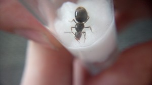 Lasius cf. niger