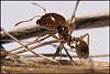 Pheidole-K2-Bild-011-(800x533)+C.jpg