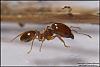 Pheidole-K2-Bild-012-(800x533)+C.jpg