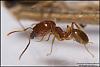 Pheidole-K2-Bild-013-(800x533)+C.jpg