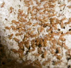 larvenstube.jpg