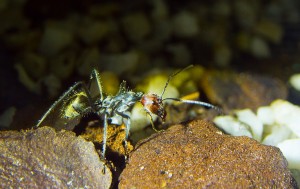Camponotus singularis _2.jpg