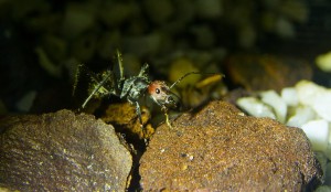 Camponotus singularis _3.jpg
