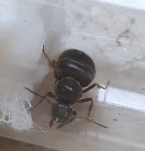 lasius.png