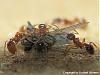 Myrmica rubra update 7-(640x480)+C.jpg