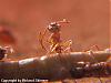 Myrmica-1-(480x360)+C.jpg