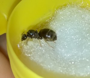 IMG_20180630_152338.jpg (220.19 KiB) 1003 mal betrachtet IMG_20180630_152338.jpg