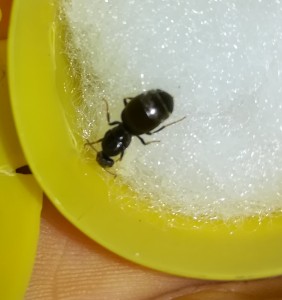 IMG_20180630_152401.jpg (284.18 KiB) 1003 mal betrachtet IMG_20180630_152401.jpg