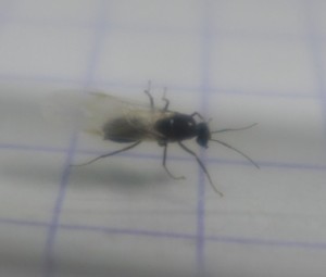 P1040624.JPG (40.63 KiB) 1531 mal betrachtet P1040624.JPG