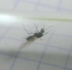 P1040620.JPG (54.97 KiB) 1531 mal betrachtet P1040620.JPG