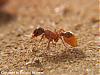 Myrmica-3-(480x360)+C.jpg