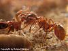 Myrmica-8-(480x360)+C.jpg