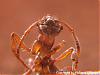 Myrmica-9-(480x360)+C.jpg