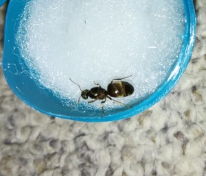 IMG_20180702_214608.jpg (673.57 KiB) 1567 mal betrachtet IMG_20180702_214608.jpg