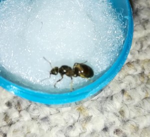 IMG_20180702_214627.jpg (597.22 KiB) 1485 mal betrachtet IMG_20180702_214627.jpg