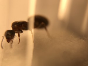 94AF035F-6307-4319-B8EC-CE3F630F2265.jpeg (1.07 MiB) 608 mal betrachtet 94AF035F-6307-4319-B8EC-CE3F630F2265.jpeg