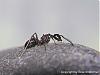 Camponotus mit Grille1(480x360)+C.jpg