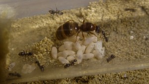 Lasius emarginatus 2.JPG