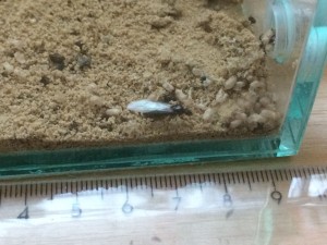 IMG-20180705-WA0000.jpg