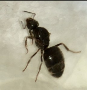 9EA65860-99E5-4288-BD39-F1DC16EC5CE7.jpeg (154.98 KiB) 1119 mal betrachtet 9EA65860-99E5-4288-BD39-F1DC16EC5CE7.jpeg