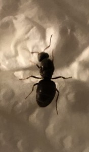 F8234FF4-56AF-4295-98F7-F2E498BD3F74.jpeg (624.21 KiB) 1119 mal betrachtet F8234FF4-56AF-4295-98F7-F2E498BD3F74.jpeg