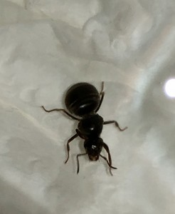 AB43DC0E-9B1B-4D1F-8288-5EE2283B585B.jpeg (218.35 KiB) 1119 mal betrachtet AB43DC0E-9B1B-4D1F-8288-5EE2283B585B.jpeg