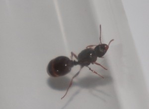 Gyne1  ca.7-8 mm
