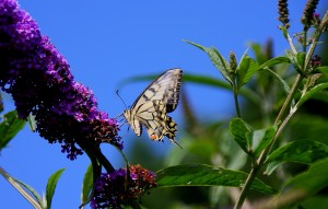 Schmetterling _1.jpg