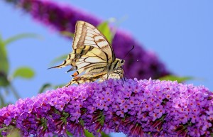 Schmetterling _2 (2).jpg